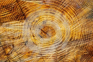 Forest management; Close up of tree cut surface showing tree rings from a park