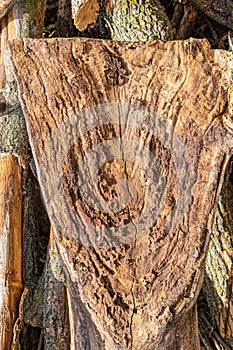 Forest management; Close up of tree cut surface showing tree rings from a park