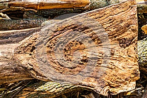 Forest management; Close up of tree cut surface showing tree rings from a park