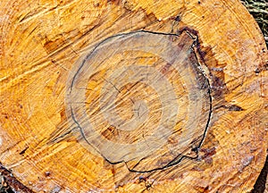 Forest management; Close up of tree cut surface showing tree rings from a park