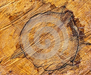 Forest management; Close up of tree cut surface showing tree rings from a park