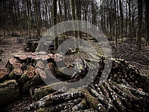 forest management, Forestry work, in a broadleaf forest, Stack of cut tree logs in a Virton forest, Luxembourg,