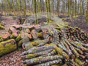 forest management, Forestry work, in a broadleaf forest, Stack of cut tree logs in a Virton forest, Luxembourg,