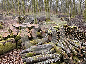 forest management, Forestry work, in a broadleaf forest, Stack of cut tree logs in a Virton forest, Luxembourg,