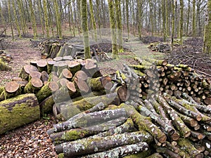 forest management, Forestry work, in a broadleaf forest, Stack of cut tree logs in a Virton forest, Luxembourg, photo