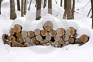 Forest Management - Wood Pile in the Snow