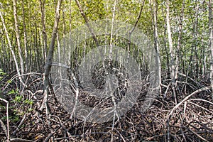 Foresta albero di mango sul nazione tailandia 