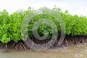 Forest of mangrove trees