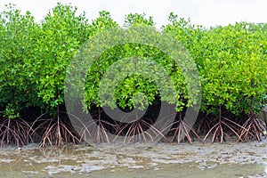 Forest of mangrove trees