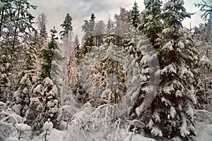 forest after many days of snowstorm