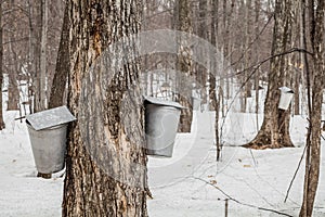 Forest of Maple Sap buckets on trees