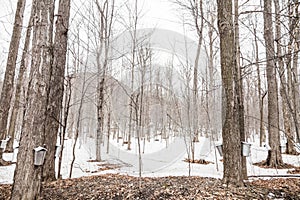 Forest of Maple Sap buckets on trees