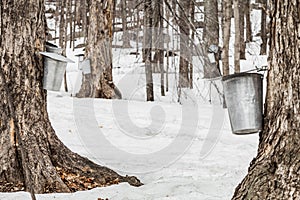 Forest of Maple Sap buckets on trees photo