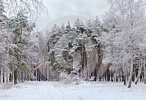 Forest marge covered with snow in cloudy weather