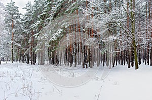 Forest marge covered with snow in cloudy weather