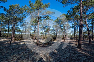 Forest massif at Carcans Plage, pine forest near Lacanau, on the French Atlantic coast
