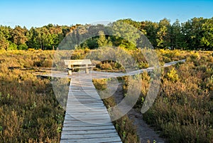 Forest Mastbos in dutch city of Breda, view of wooden decking path and the bench