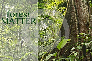 Forest matter ecology message banner with beautiful forest image photo
