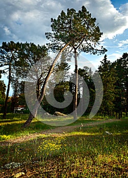 Forest and meadow