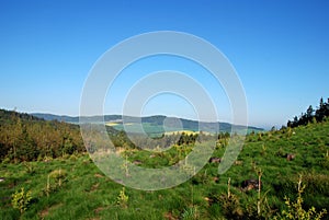 Forest and meadow