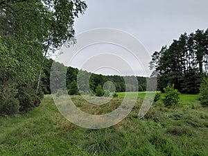 Forest meadow in Bory Tucholskie