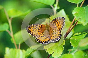 Forest-meadow butterfly High Brown Fritillary