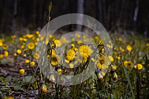 Forest meadow with coltsfoot bushes, fresh yellow flowers and overblown with seeds grow in black soil, romantic mood, macro