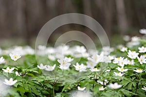 Forest meadow covered by blooming White anemone flowers