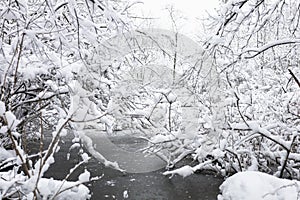 Forest and Meadow Covered Winter Snow, Massachusetts, US