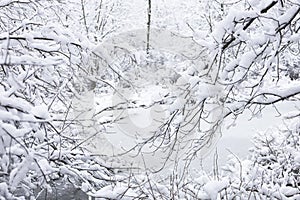 Forest and Meadow Covered Winter Snow, Massachusetts, US