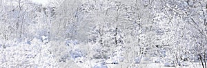 Forest and Meadow Covered Winter Snow, Massachusetts, US