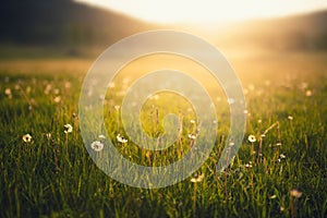 Forest meadow with fresh green grass and dandelions at sunset