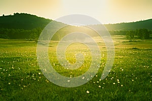 Forest meadow with fresh green grass and dandelions at sunset