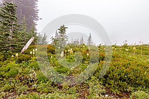 forest meadow and pasque seedheads in fog