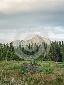 Forest meadow, trees and mount Krivan peak Slovak symbol in distance, lit by summer evening sun