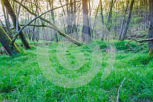 Forest with meadow in the wetlands