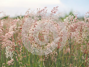 Forest meadow with wild grasses