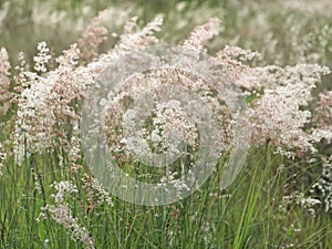 Forest meadow with wild grasses