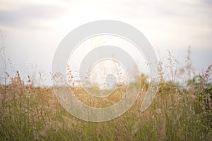 Forest meadow with wild grasses