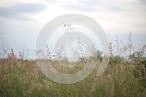 Forest meadow with wild grasses