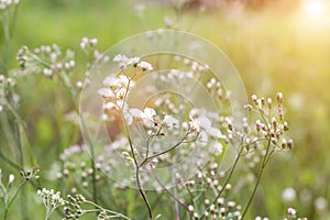 Forest meadow with wild grasses,Macro image with small depth of field,Blur background