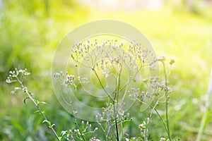 Forest meadow with wild grasses,Macro image with small depth of field,Blur background