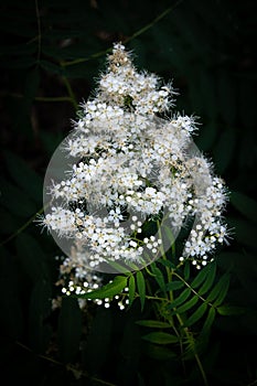 Forest meadowsweet bloom with abundant white blooms