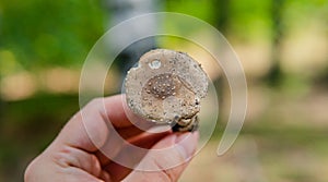 Forest medicinal mushrooms close-up