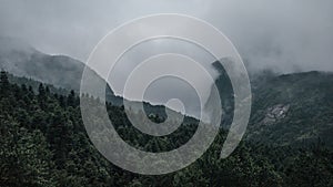 Forest on Mingyue Mountain, Jiangxi, China