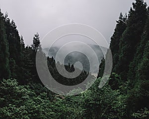 Forest on Mingyue Mountain, Jiangxi, China