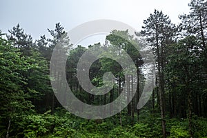 Forest on Mingyue Mountain, Jiangxi, China