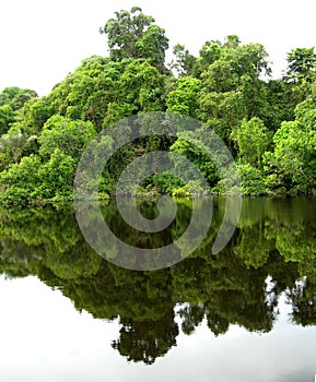 Forest mirrored in a lagoon on the Amazon