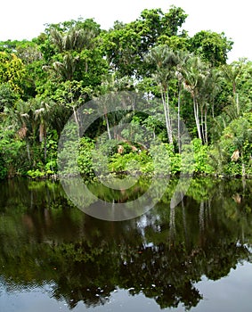 Forest mirrored in a lagoon on the Amazon