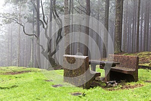 Forest in the mist, Madeira, Portugal